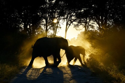 Après avoir passé une semaine dans le nord-est du Botswana pour un reportage photo dans les grottes de la région (cf. album "Spéléo Botswana mai 2025"), nous avons profité d'être sur place pour faire le tour du delta de l'Okavango. l'Okavango est un cours d'eau endoréique, c'est à dire qu'il se perd dans un delta intérieur couvrant une grande partie du nord du Botswana, sans jamais atteindre une mer ou un océan. C'est un paysage fait de plaines inondées, des entrelacs de cours d'eau, de lacs et de marécage, véritable paradis pour la faune africaine, protégée dans de nombreuses réserves. Nous avions un 4x4 avec tente sur le toit complètement aménagé pour voyager en autonomie, ce qui nous a permis de faire un périple de 8 jours d'abord de Gumare à Kasane en passant par le sud de la Namibie. Puis, nous avons fait une incursion d'une journée aux chutes Victoria, au Zimbabwe, puis sommes revenus vers Maun en passant par les réserves naturelles de Savuti et Moremi où nous avons pu observer un grand nombre d'animaux sauvages, parfois de très près. Il a fallu troquer le grand angle utilisé sous terre pour le téléobjectif pour la photo animalière.